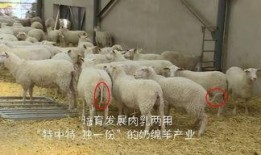 育肥羊爆料视频大全最新,最新爆料视频大全深度解析